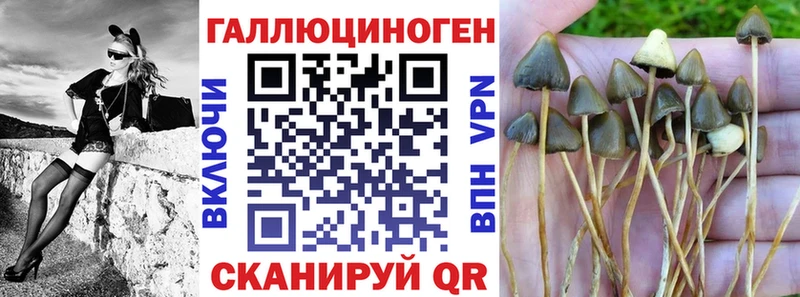 Псилоцибиновые грибы Cubensis  Новодвинск 